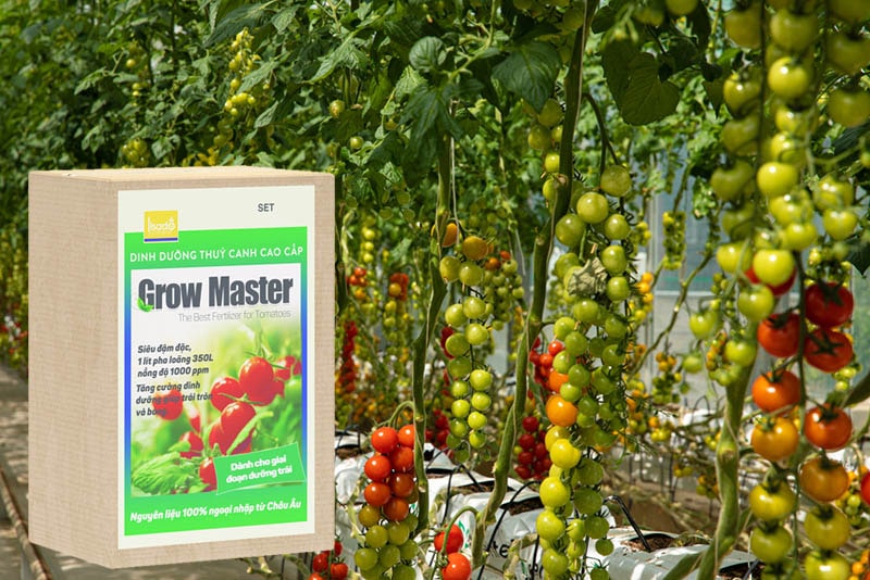 Dinh dưỡng thủy canh Grow Master cho cà chua dạng bột