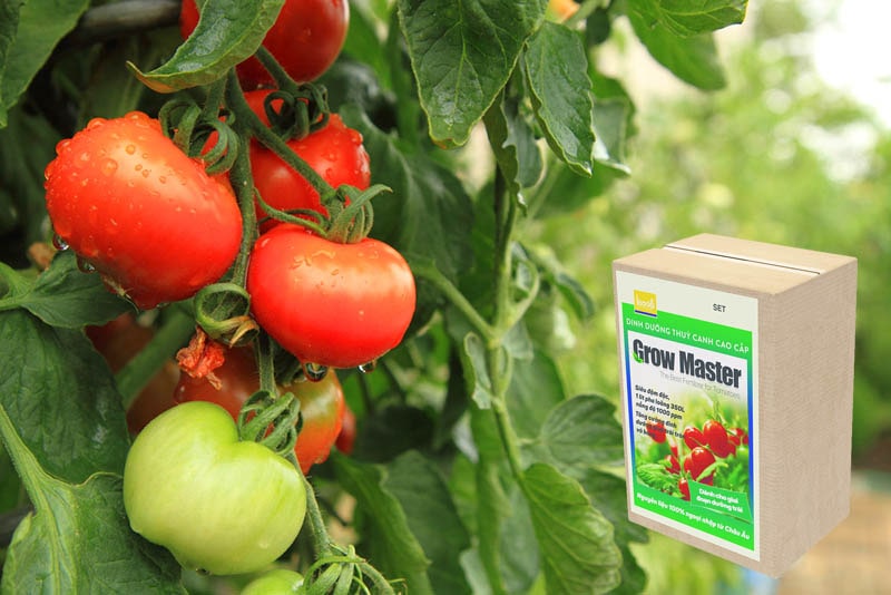 Dinh dưỡng thủy canh Grow Master cho cà chua dạng bột