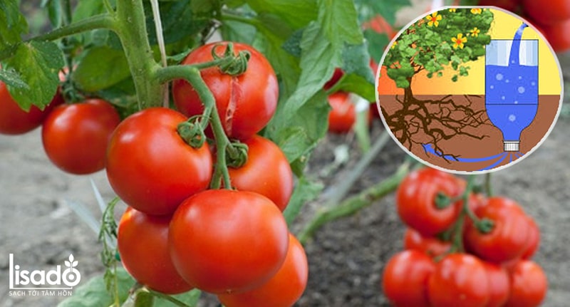 Lịch sử của cây cà chua?  Các loại cà chua phổ biến?