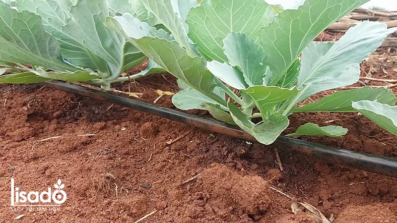 Cách trồng và chăm sóc bắp cải bằng phương pháp tưới nhỏ giọt