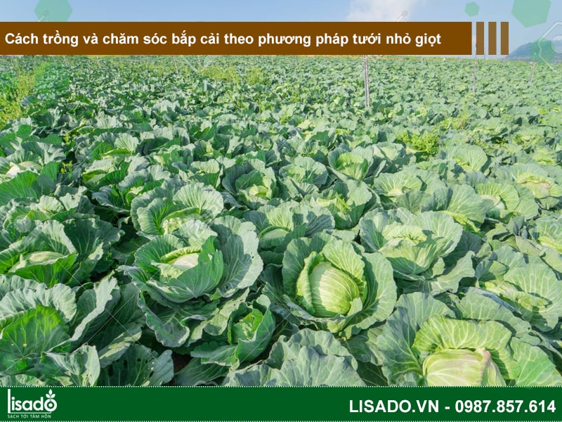 Cách trồng và chăm sóc bắp cải theo phương pháp tưới nhỏ giọt