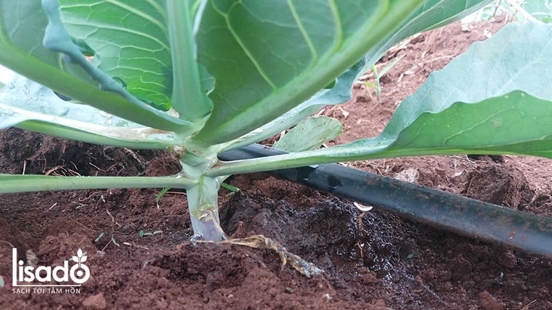 Cách trồng và chăm sóc bắp cải theo phương pháp tưới nhỏ giọt