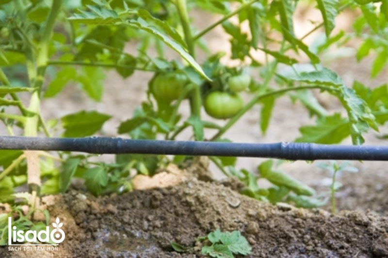 Cách trồng và chăm sóc cà chua bằng phương pháp tưới nhỏ giọt