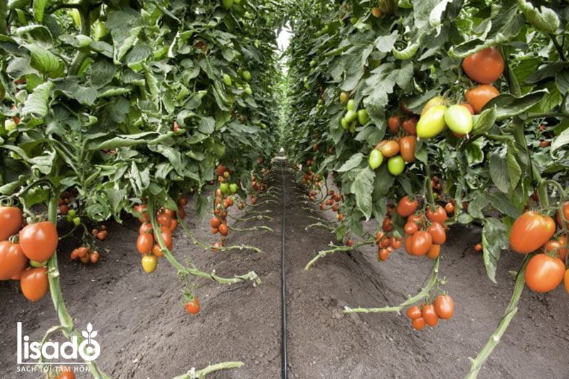Cách trồng và chăm sóc cà chua bằng phương pháp tưới nhỏ giọt