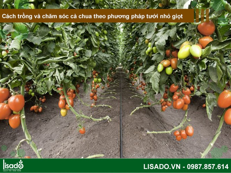 Cách trồng và chăm sóc cà chua theo phương pháp tưới nhỏ giọt