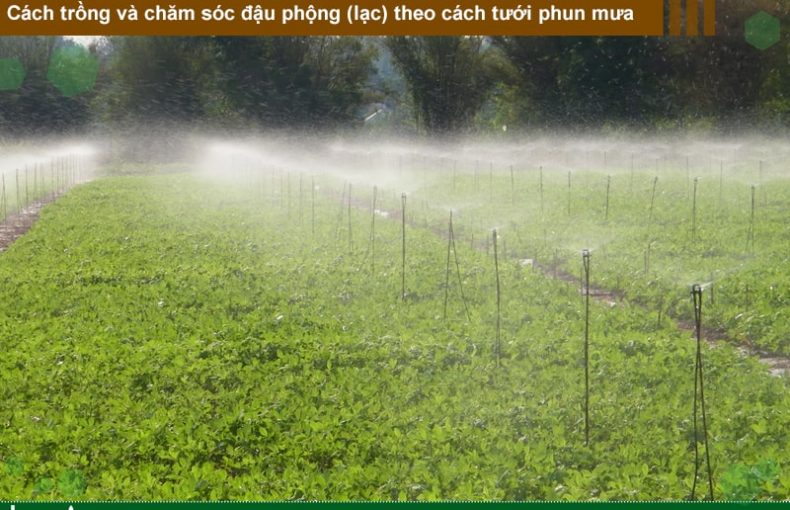 Cách trồng và chăm sóc đậu phộng (lạc) theo phương pháp tưới phun mưa