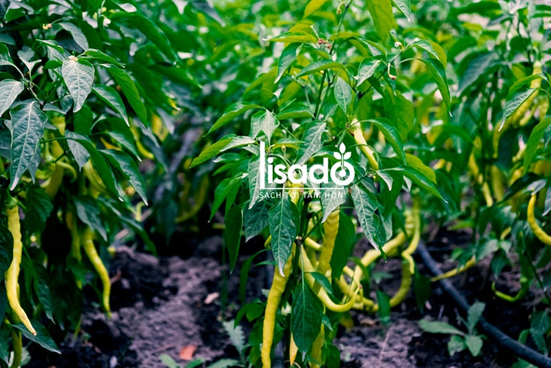 Cách trồng và chăm sóc cây ớt theo phương pháp tưới nhỏ giọt