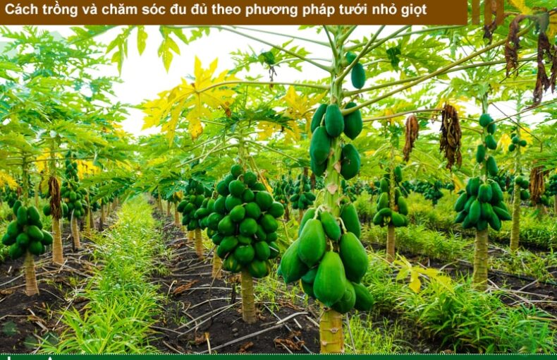 Cách trồng và chăm sóc đu đủ theo phương pháp tưới nhỏ giọt