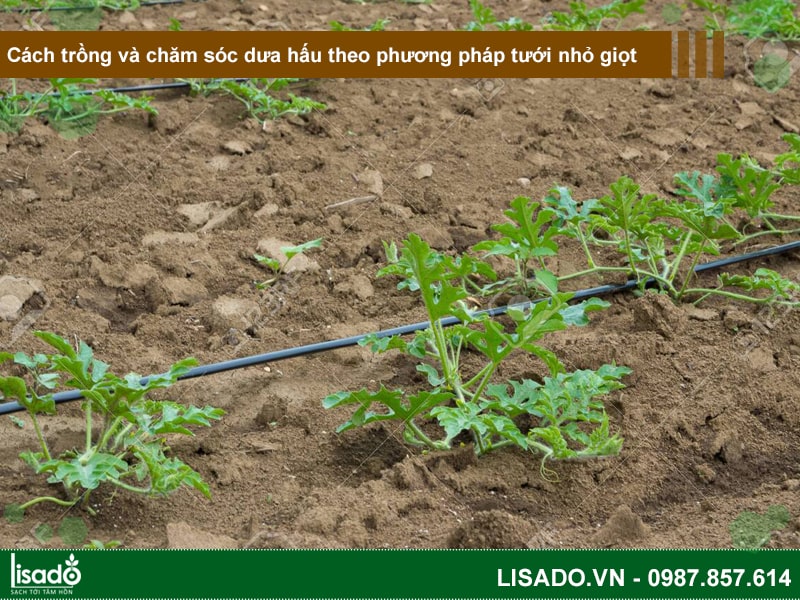 Cách trồng và chăm sóc dưa hấu theo phương pháp tưới nhỏ giọt