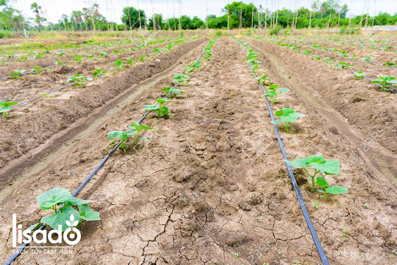 Cách trồng và chăm sóc dưa leo theo phương pháp tưới nhỏ giọt