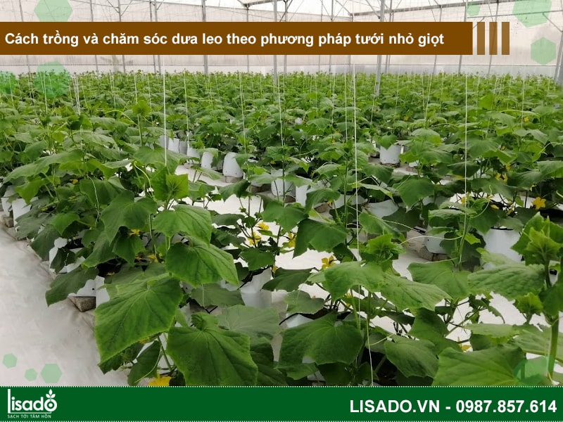 Cách trồng và chăm sóc dưa leo theo phương pháp tưới nhỏ giọt