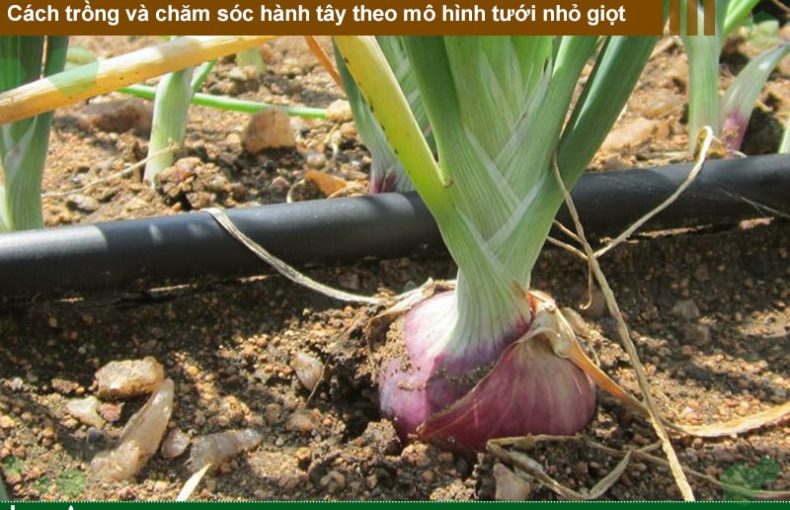 Cách trồng và chăm sóc hành tây theo mô hình tưới nhỏ giọt