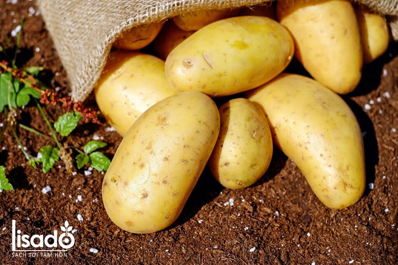 Cách trồng và chăm sóc khoai tây theo phương pháp tưới nhỏ giọt