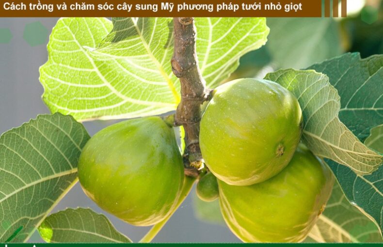 Cách trồng và chăm sóc cây sung Mỹ theo phương pháp tưới nhỏ giọt