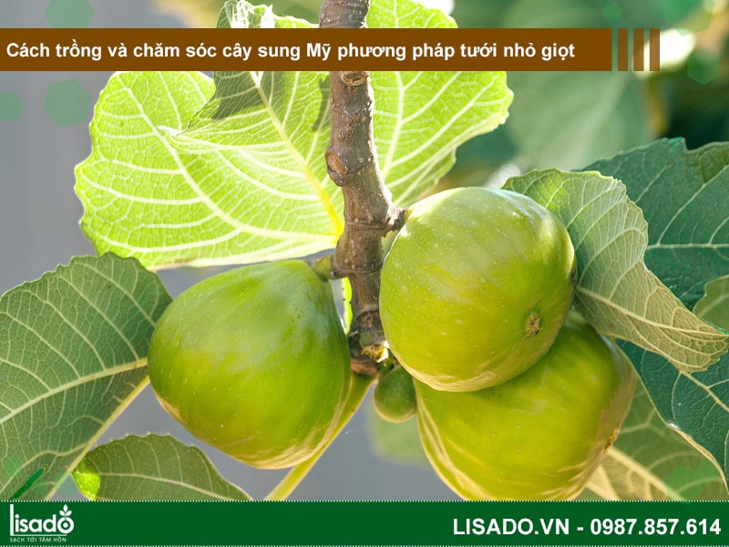 Cách trồng và chăm sóc cây sung Mỹ theo phương pháp tưới nhỏ giọt