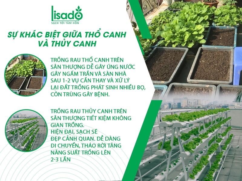 Trồng rau thuỷ canh và trồng rau địa canh – nên chọn cái nào?