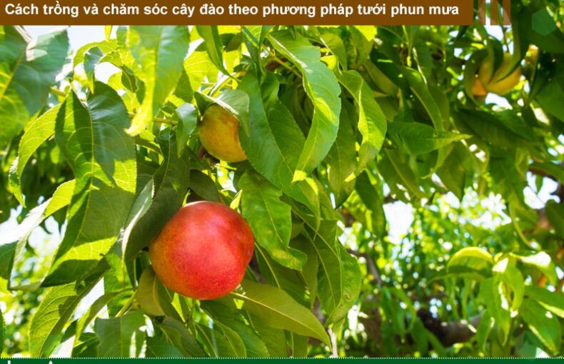 Cách trồng và chăm sóc cây đào ăn quả theo phương pháp tưới phun mưa