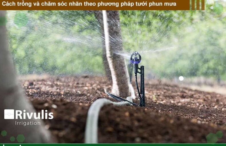 Cách trồng và chăm sóc nhãn theo phương pháp tưới phun mưa