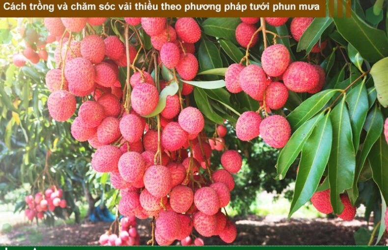 Cách trồng và chăm sóc vải thiều theo phương pháp tưới phun mưa