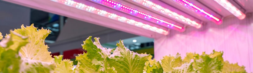 Đèn LED trồng cây trong nhà – Đèn LED quang hợp trồng rau chuyên dụng