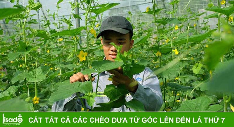 quy trình trồng dưa lưới