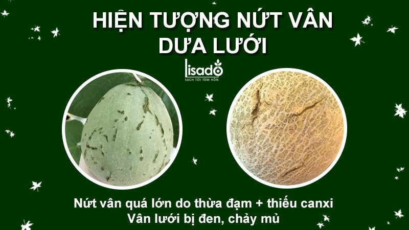 quy trình trồng dưa lưới