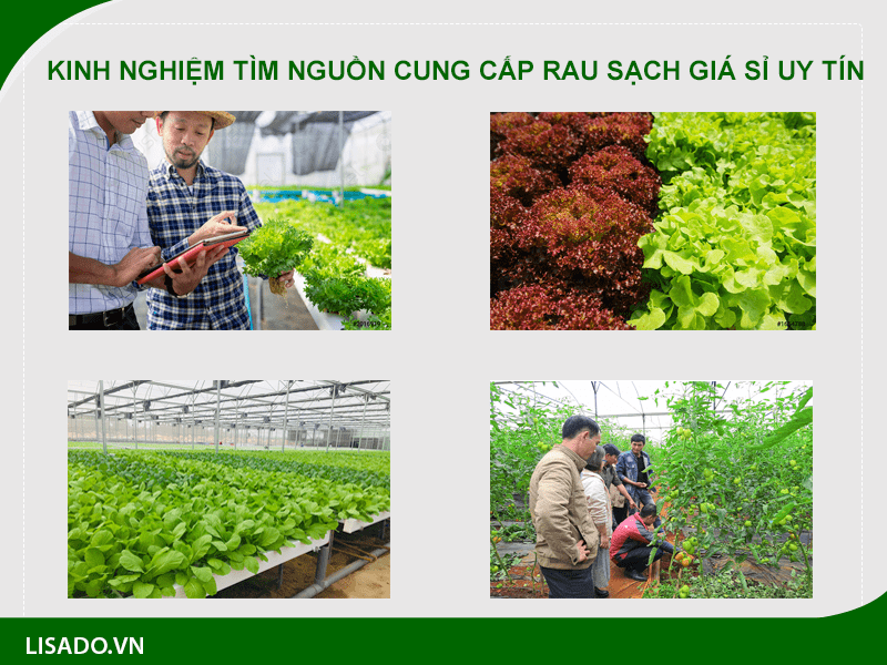 Kinh nghiệm tìm nguồn cung cấp rau sạch giá sỉ uy tín