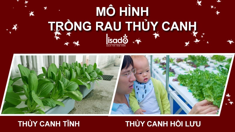 trồng rau thủy canh không cần dung dịch dinh dưỡng