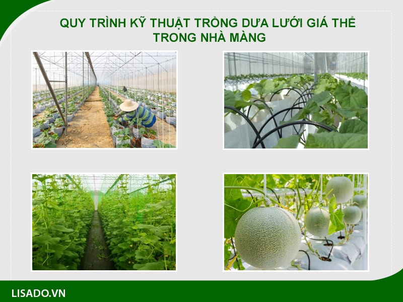 QUY TRÌNH KỸ THUẬT TRỒNG DƯA LƯỚI GIÁ THỂ TRONG NHÀ MÀNG