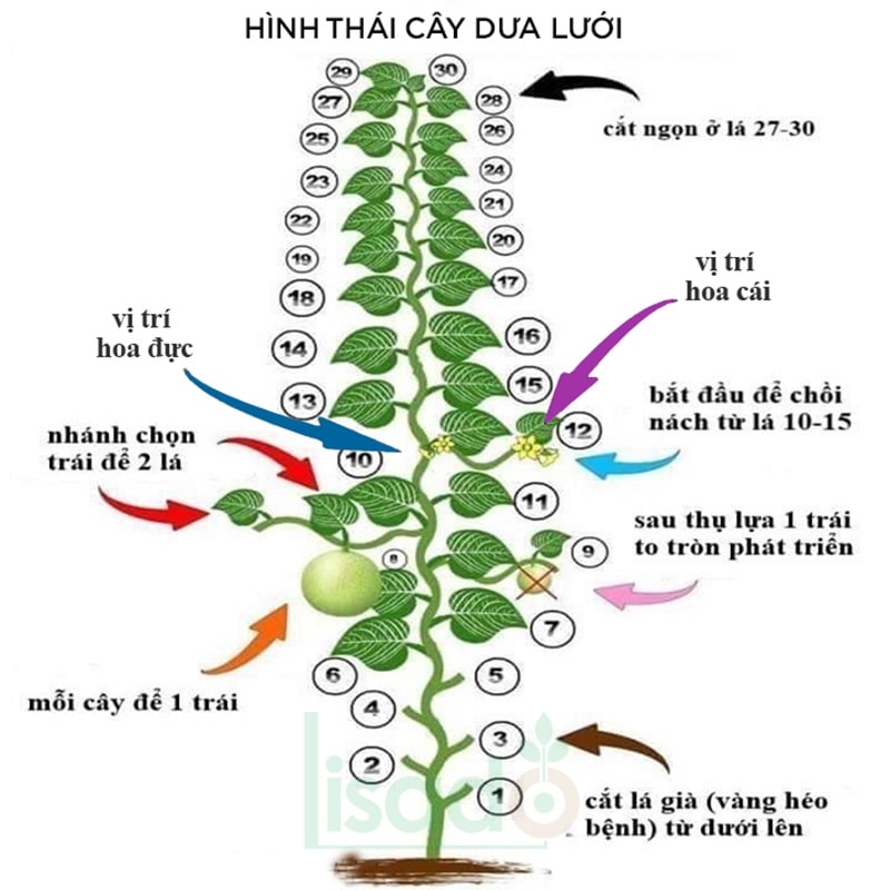 quy trình trồng dưa lưới