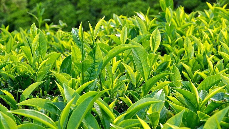 Trong lá trà xanh có chất gì tốt cho phụ nữ?