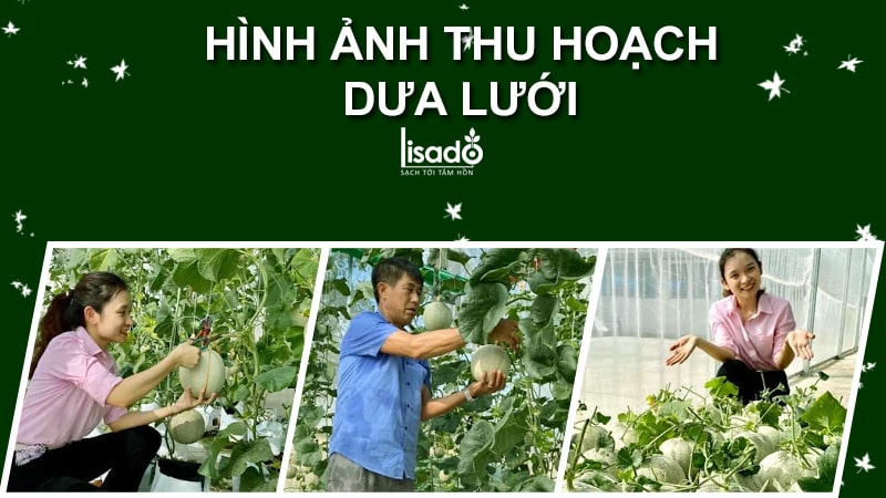 quy trình trồng dưa lưới