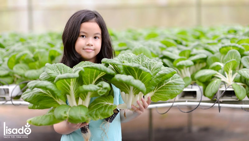 Bảo quản và thu hoạch rau thủy canh