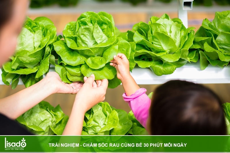 trồng rau thủy canh không cần dung dịch dinh dưỡng