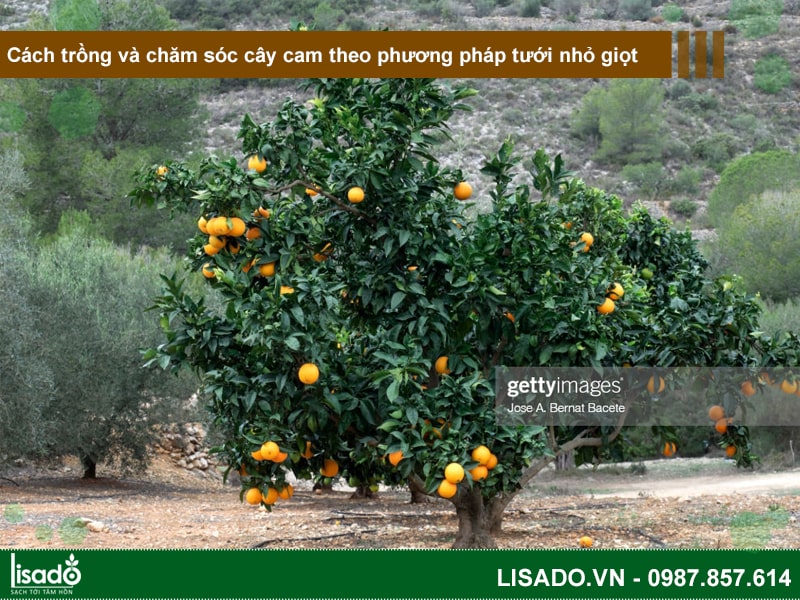 Cách trồng và chăm sóc cây cam theo phương pháp tưới nhỏ giọt