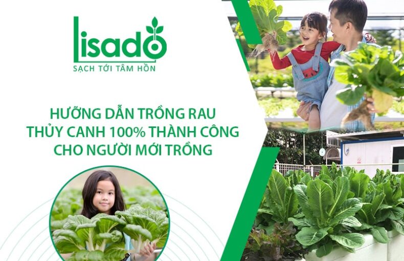 Hướng dẫn trồng rau thuỷ canh 100% thành công cho người mới trồng