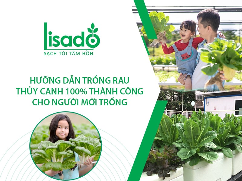 Hướng dẫn trồng rau thuỷ canh 100% thành công cho người mới trồng