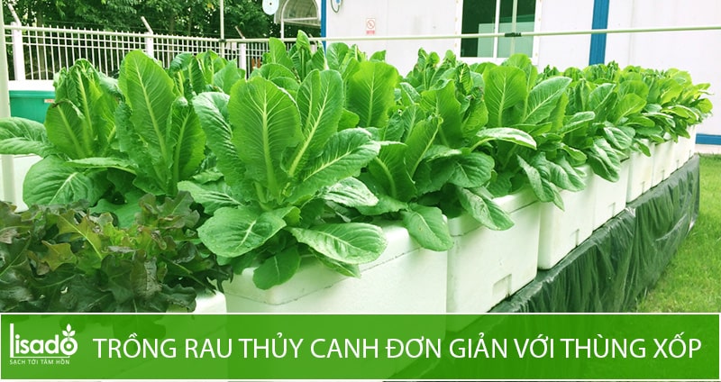 trồng rau thủy canh không cần dung dịch dinh dưỡng