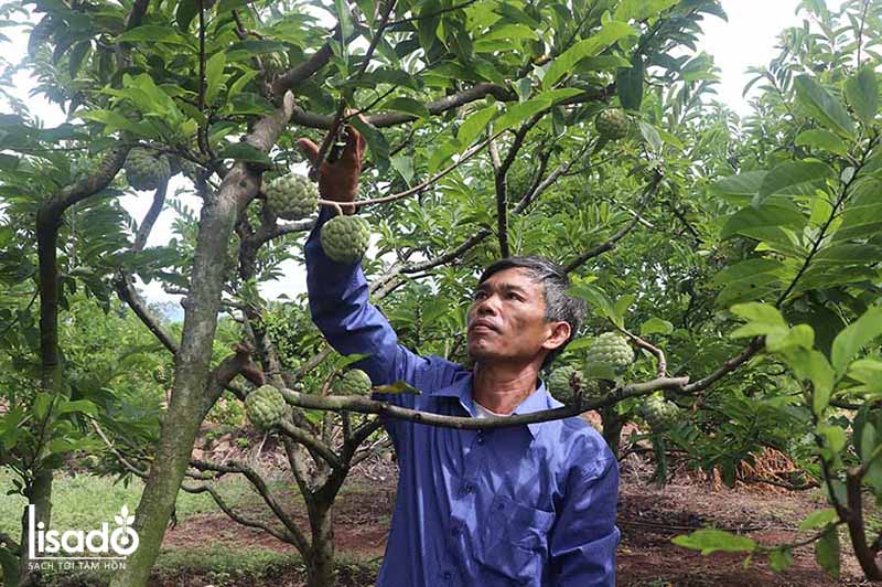 Cách trồng và chăm sóc cây na theo phương pháp tưới nhỏ giọt