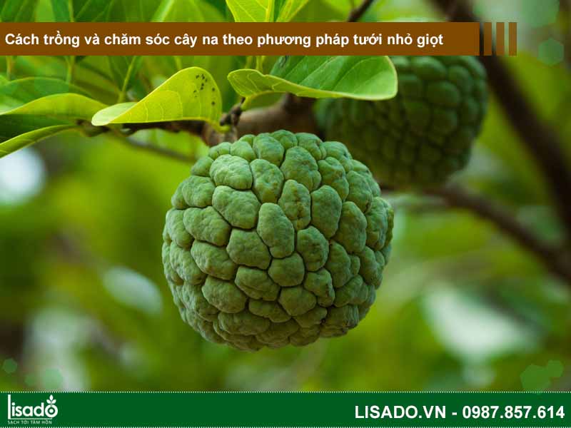 Cách trồng và chăm sóc cây na theo phương pháp tưới nhỏ giọt