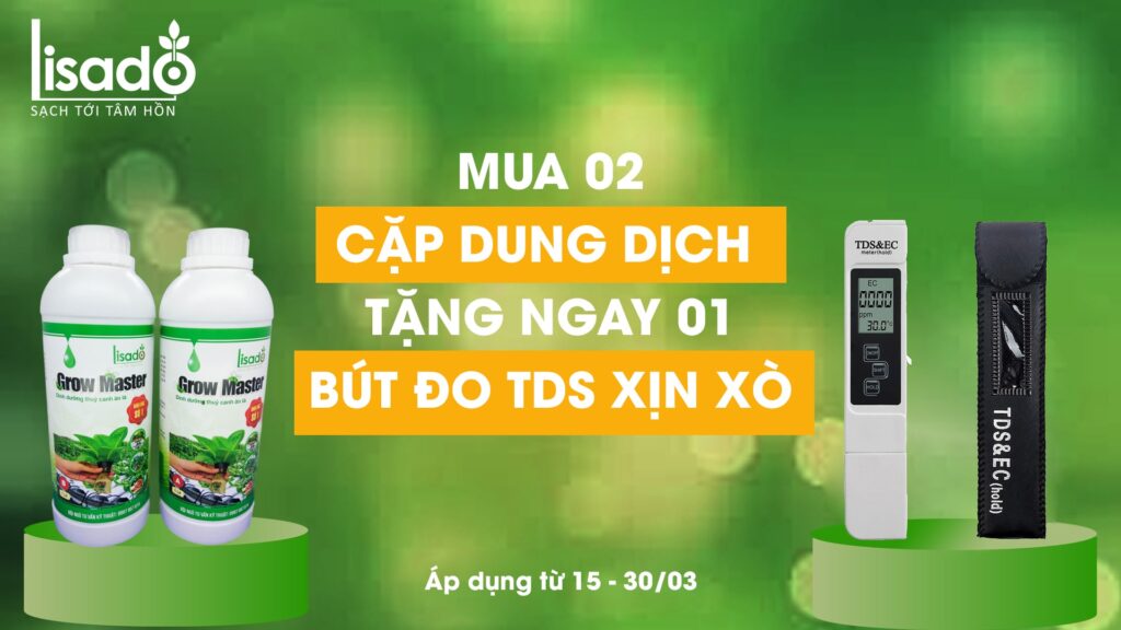 trồng rau thủy canh không cần dung dịch dinh dưỡng