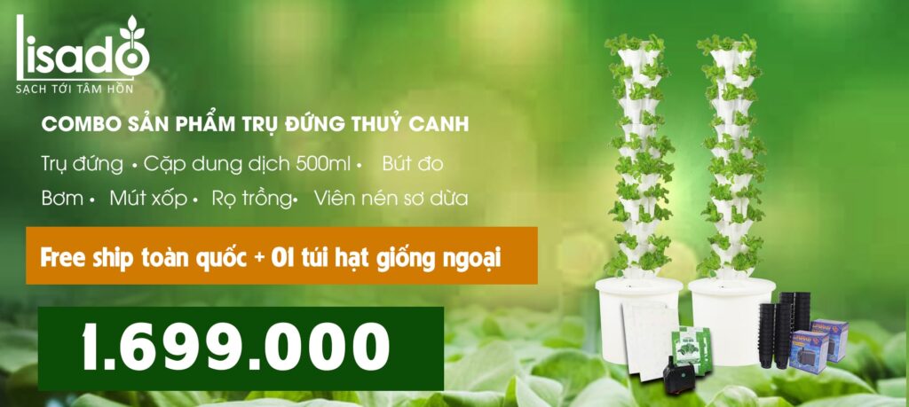 trồng rau thủy canh không cần dung dịch dinh dưỡng