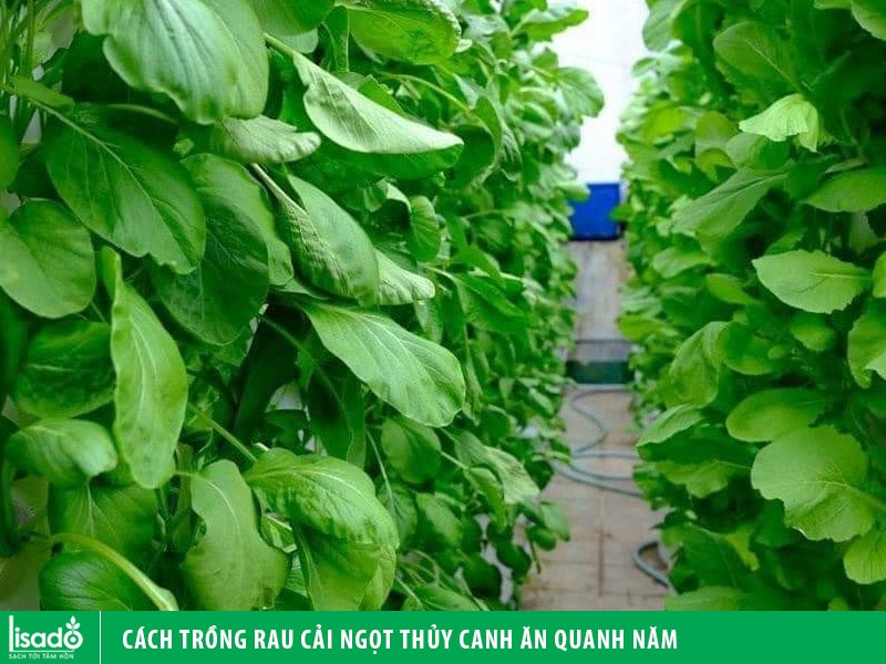 Cách trồng rau cải ngọt thủy canh ăn quanh năm