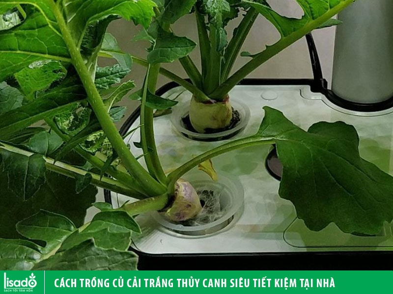 Cách trồng củ cải trắng thủy canh siêu tiết kiệm tại nhà