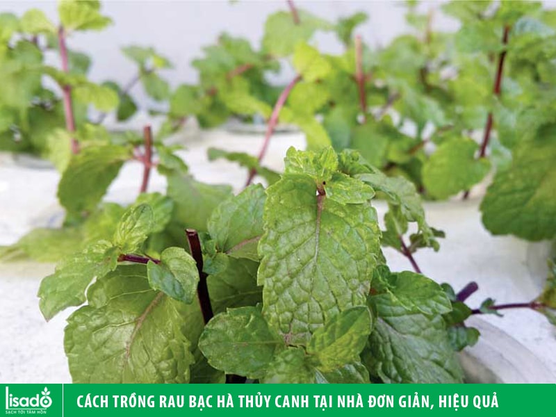 Cách trồng rau bạc hà thủy canh tại nhà đơn giản, hiệu quả