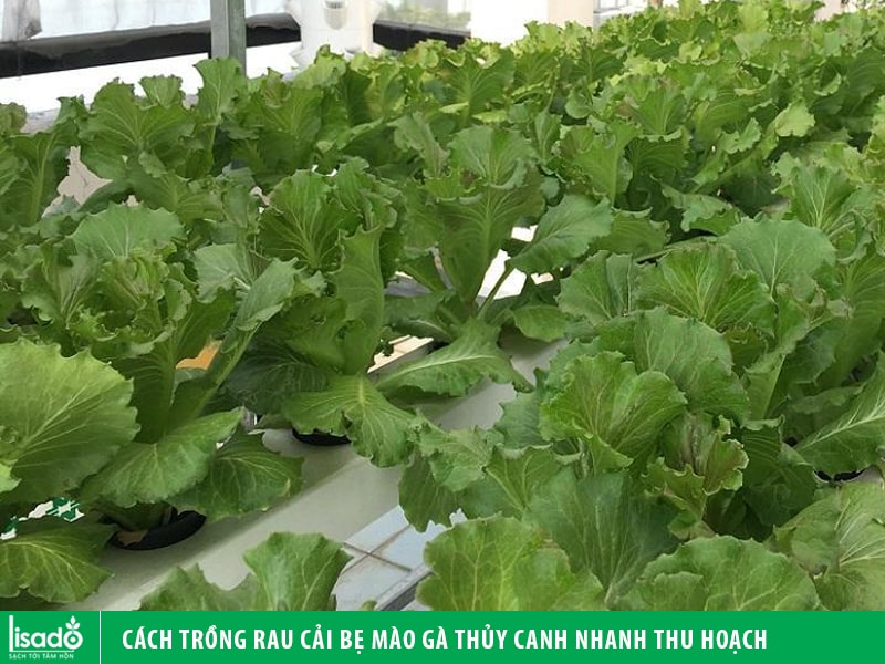 Cách trồng rau cải bẹ mào gà thủy canh nhanh thu hoạch