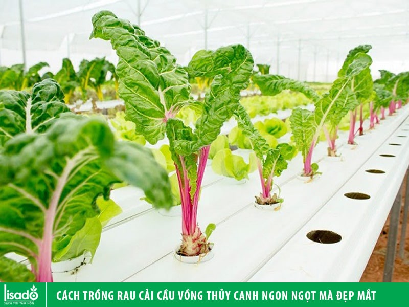 Cách trồng rau cải cầu vồng thủy canh ngon ngọt mà đẹp mắt