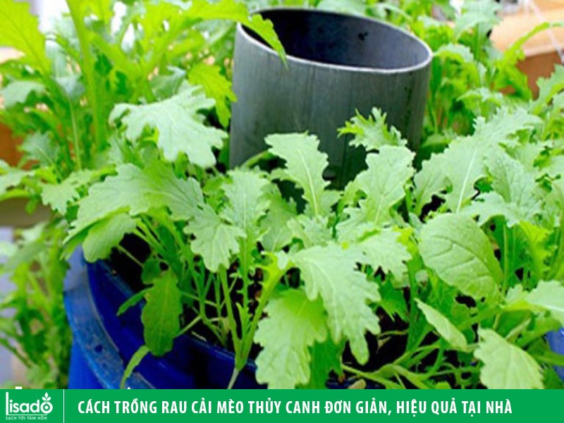 Cách trồng rau cải mèo thủy canh đơn giản, hiệu quả tại nhà