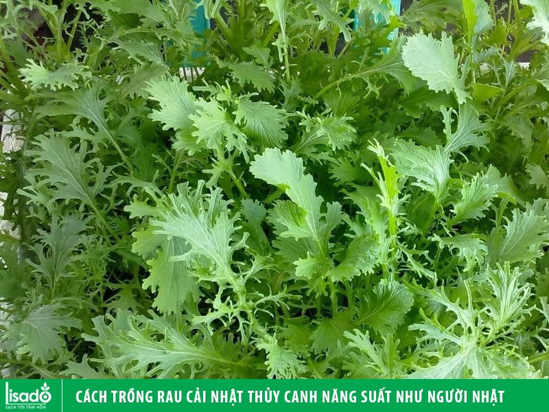 Cách trồng rau cải Nhật thủy canh năng suất như người Nhật