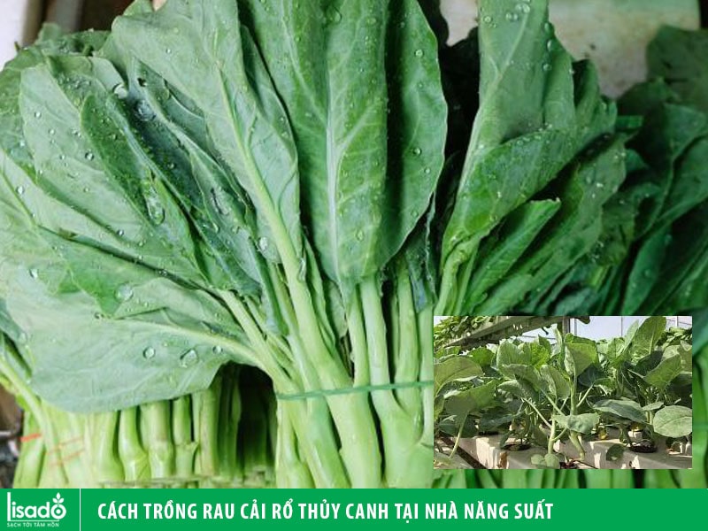 Cách trồng rau cải rổ thủy canh tại nhà năng suất